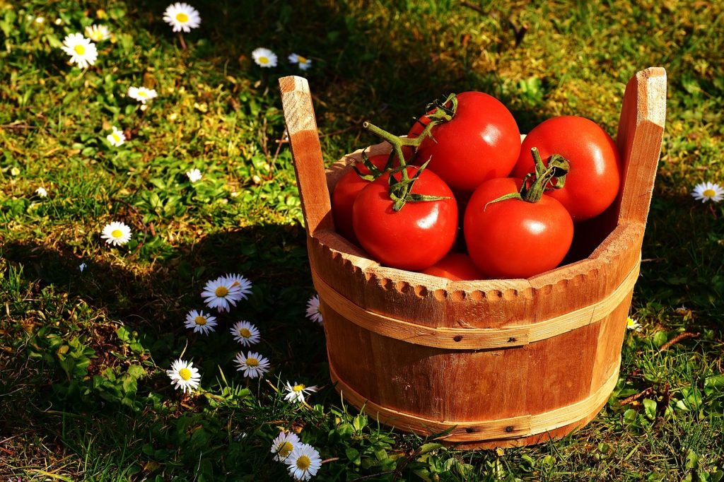 tomatoes, vegetables, bucket-2176846.jpg